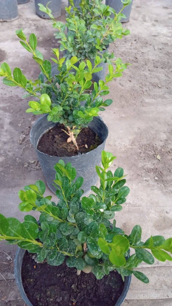 Producto - Buxus - 3