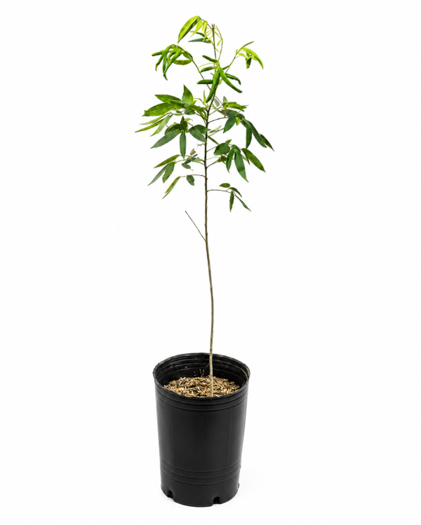 Producto - Sen de Campo - Maceta 5L - Línea Nativas