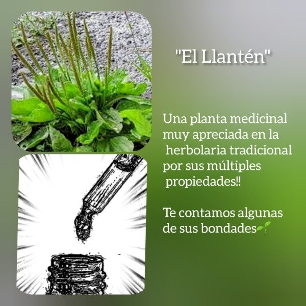 Producto - Tintura Madre de Llantén