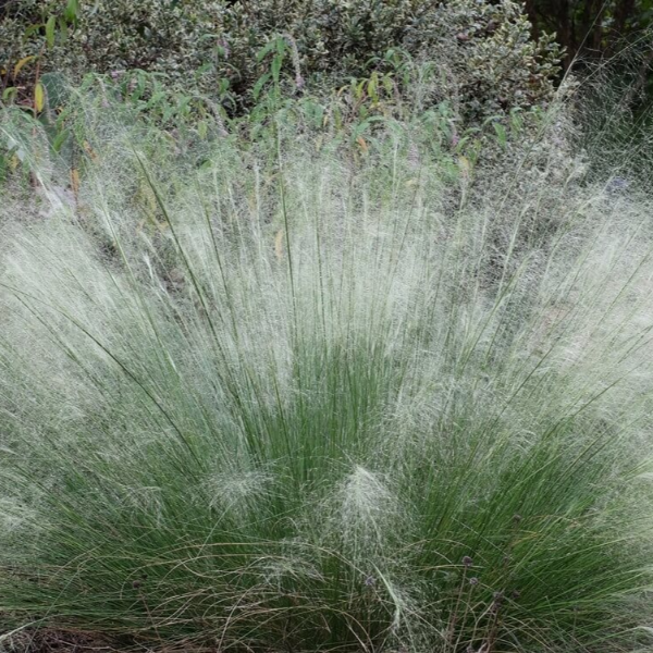 Producto - Muhlenbergia capilaris blanca 1,5 L - 0