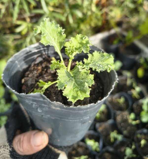 Producto - Kale