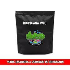 Producto - Semillas Registradas Tropicana de Sweed Lab x 4