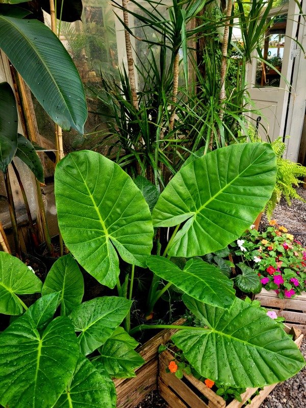 Producto - Alocasia u Oreja de elefante