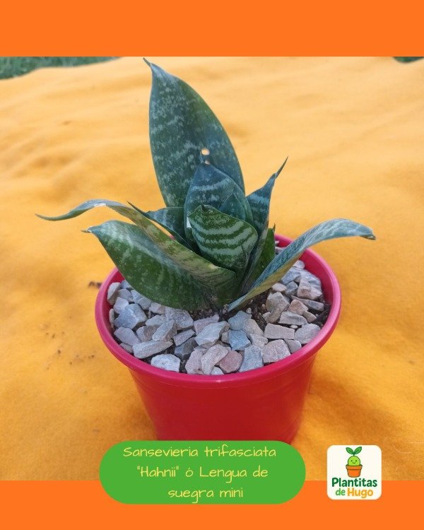 Producto - Sansevieria trifasciata Hahnii ó Lengua de suegra mini