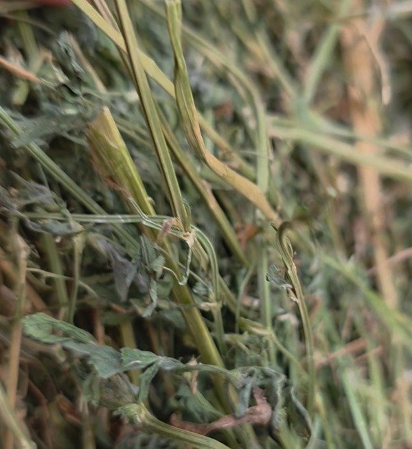 Producto - Heno de alfalfa nuevo proveedor