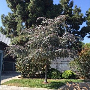Producto - Acacia bayleyana rubra