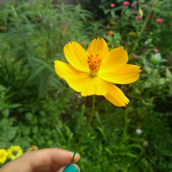 Producto - Cosmos sulphureus claro