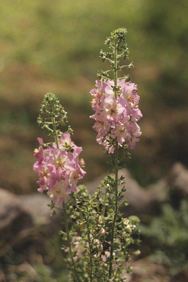 Producto - Verbascum phoeniceum "Mullein Rosetta"