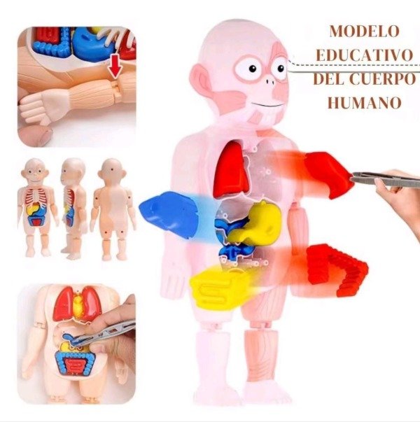 Producto - Juguete Aprendizaje- Cuerpo Humano