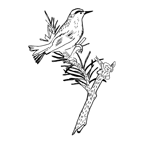 Producto - Iman con diseño de pajarito