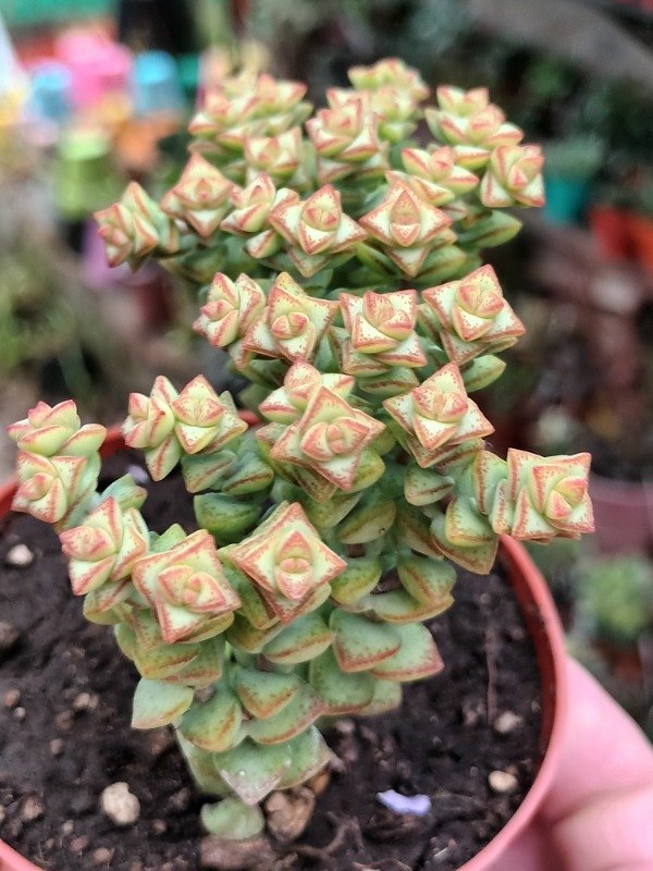 Producto - Crassula perforata - 0