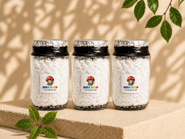 Producto - PROMO 3 MICELIOS EN GRANO