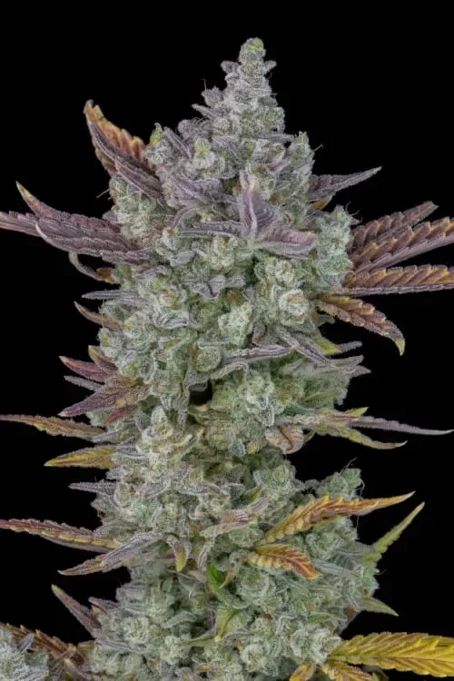 Producto - Gorilla Cookies Foto x4