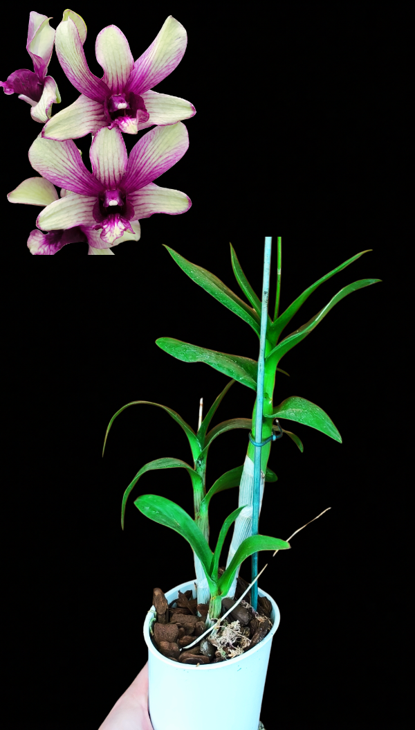 Producto - Denphal 7
