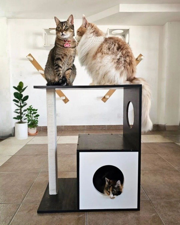 Producto - Modelo TOLI