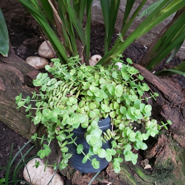 Producto - Crassula pellucida
