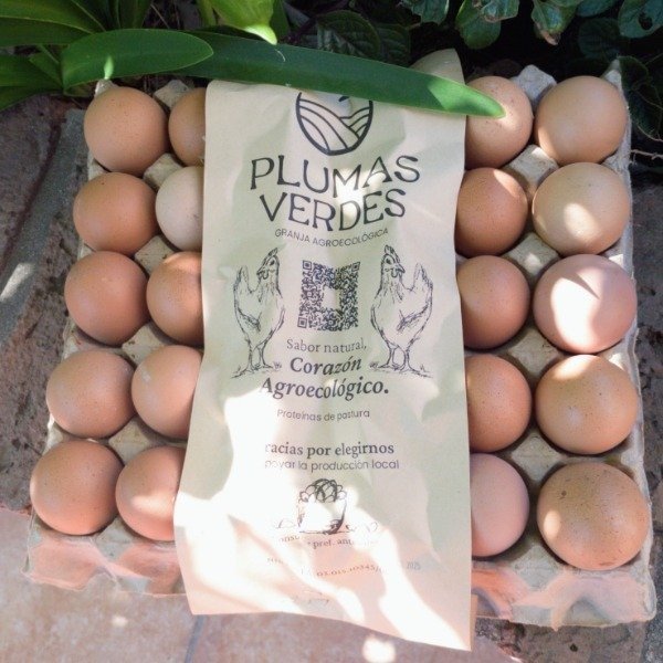 Producto - Huevos de campo de gallinas libres de jaula Plumas Verdes