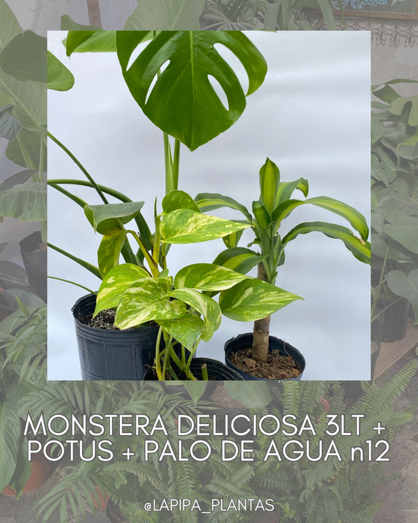 Producto - PROMO INTERIOR N9 - Monstera Deliciosa, Palo de agua, Potus -
