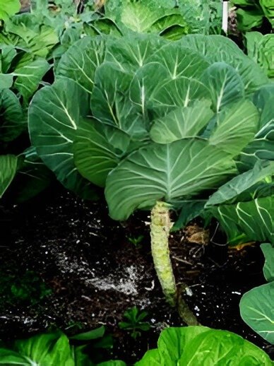 Producto - Berza Gallega (100 semillas)