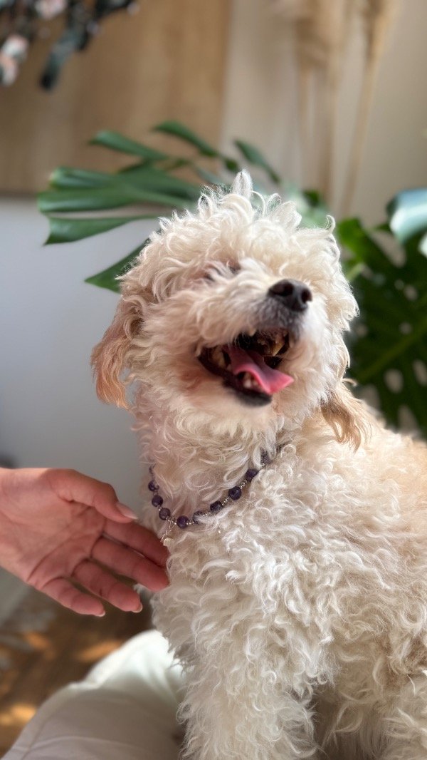 Producto - Collar Amatista