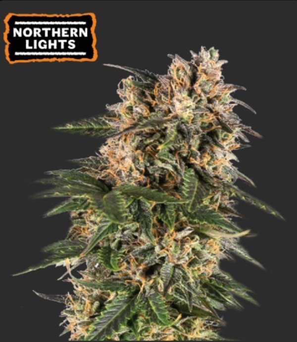 Producto - NORTHERN LIGHTS AUTOFLORECIENTE