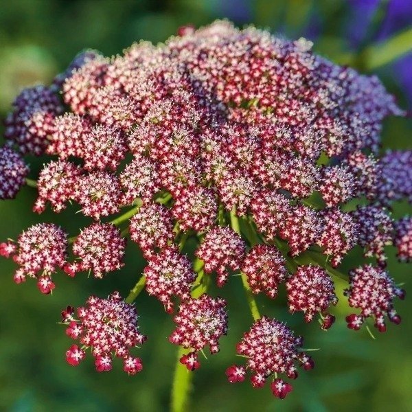 Producto - Daucus carota - Dara - Zanahoria ornamental