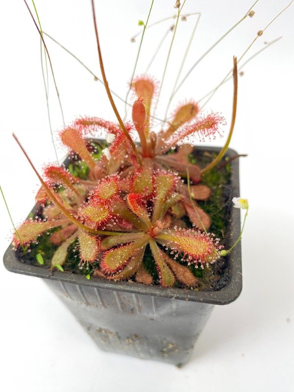 Producto - Drosera spatulata roja en maceta N10