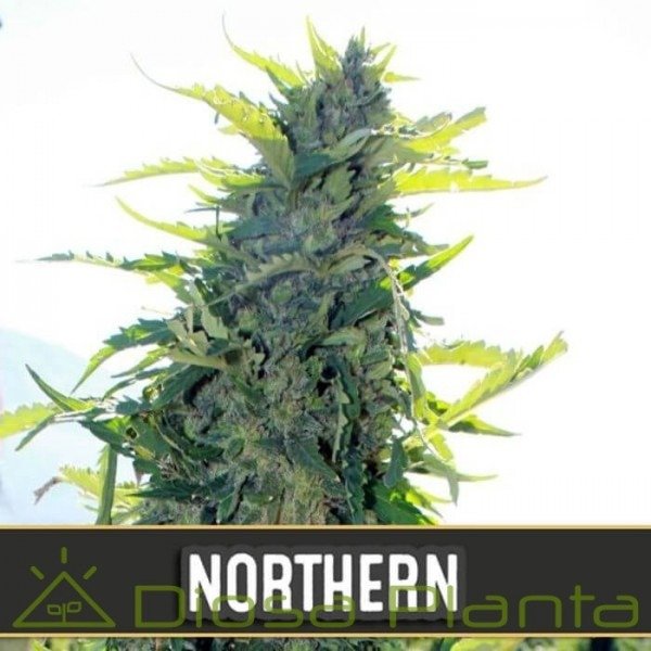 Producto - Nortern Auto x 3 - Blimburn Seeds