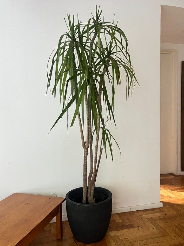 Producto - Dracaena Marginata Grande