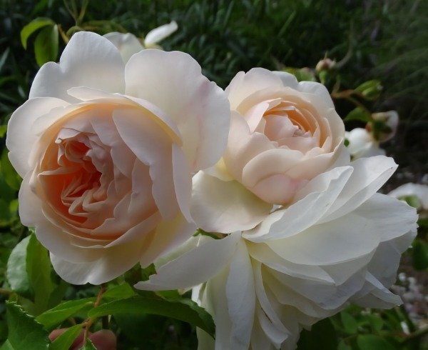 Producto - Lichfield Angel