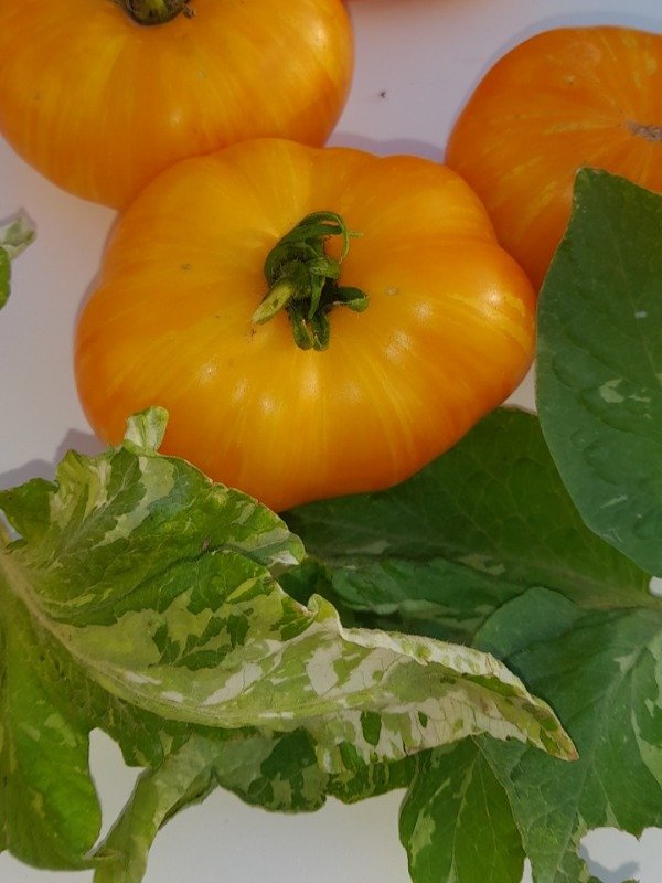 Producto - Tomate Enano Nimu Variegado - 0