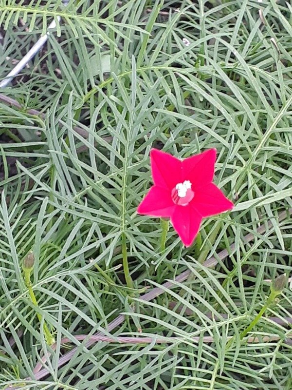 Producto - Ipomoea roja quamoclit