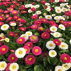 Producto - Bellis perennis (Coqueta) x cajón