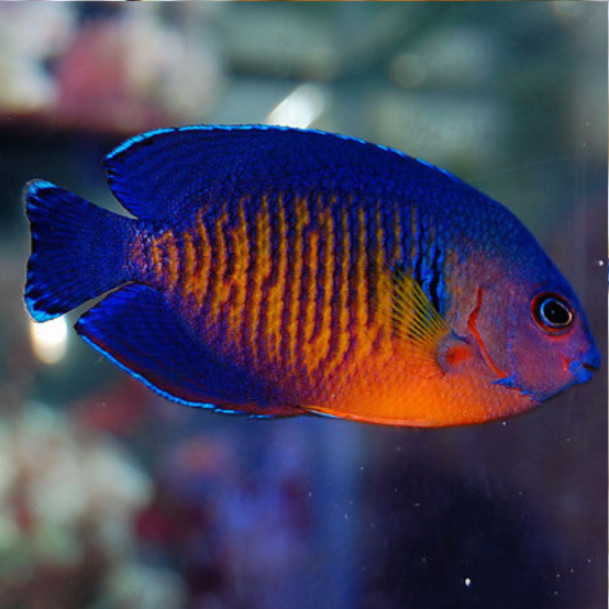 Producto - Centropyge Bispinosus