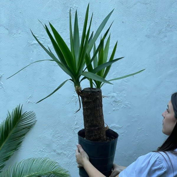 Producto - Yucca 5lts