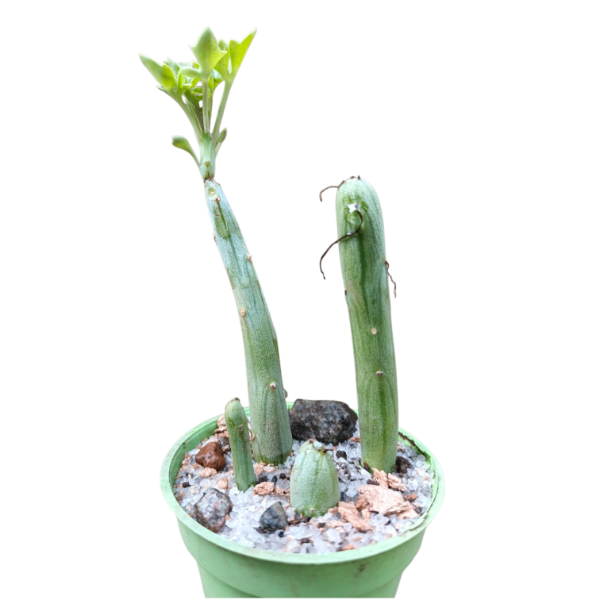 Producto - Curio articulatus premium