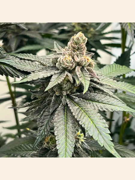 Producto - SF Rabona x3 - Satan y Co Genetics