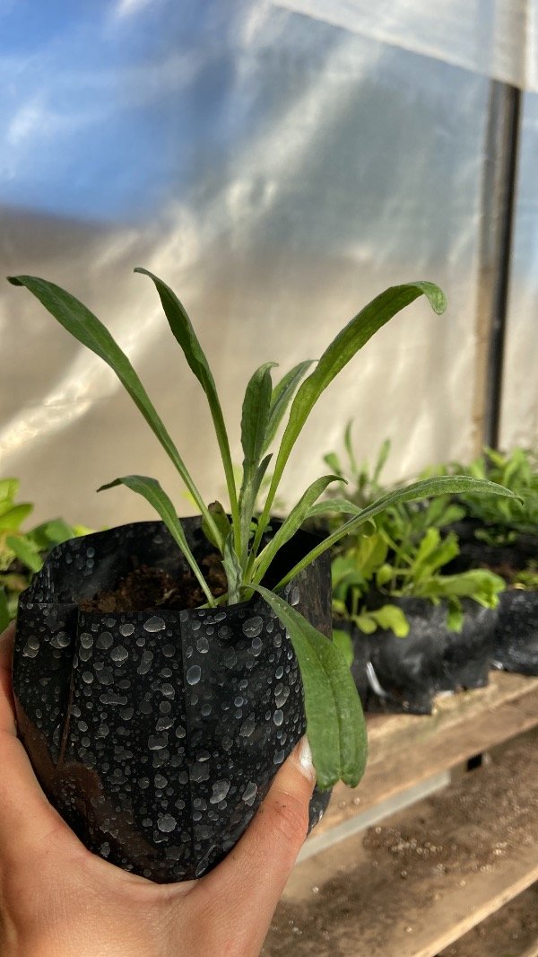 Producto - Plantin de centaureas (flor)