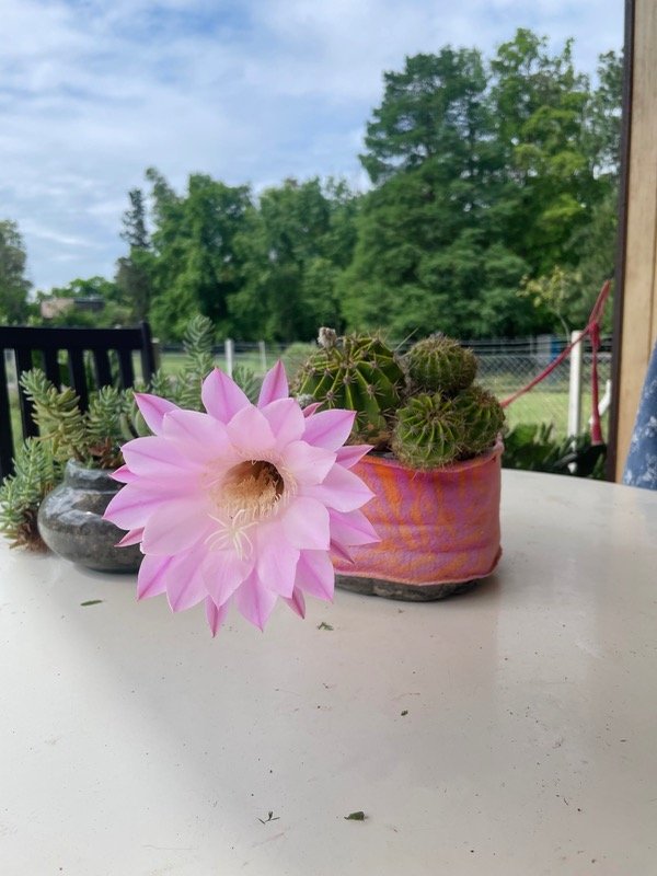 Producto - Cactus erizo del mar