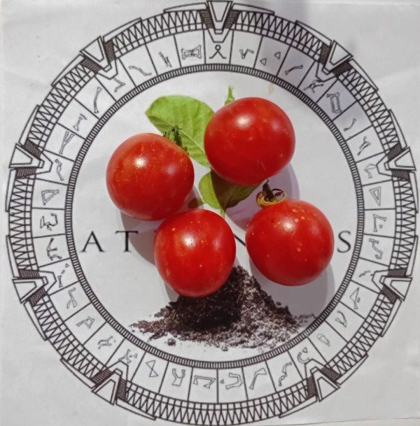 Producto - TOMATE TIGERELLA