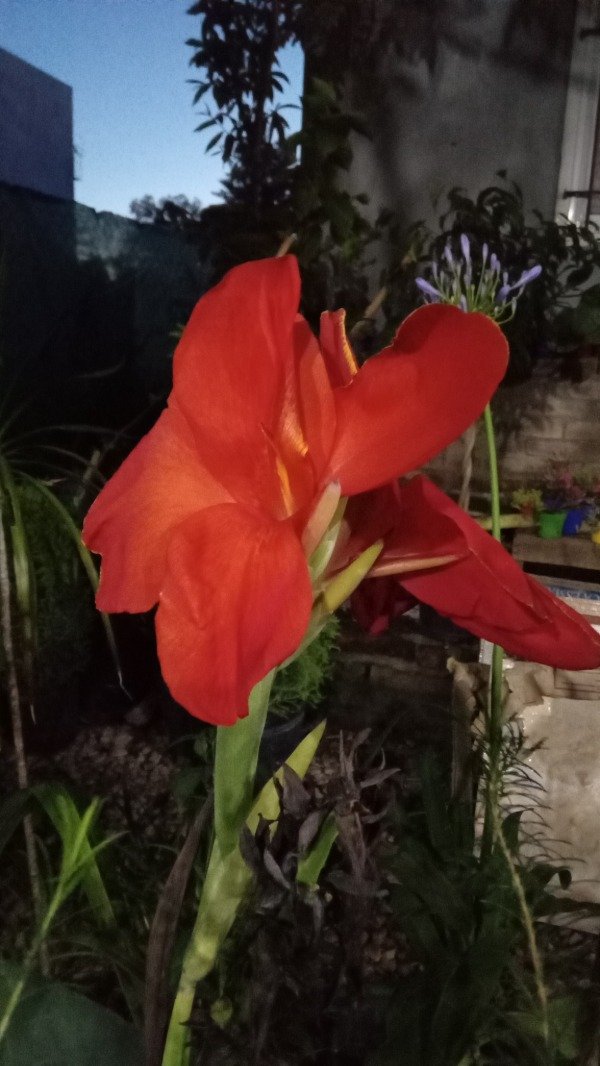 Producto - Achira Roja - 1