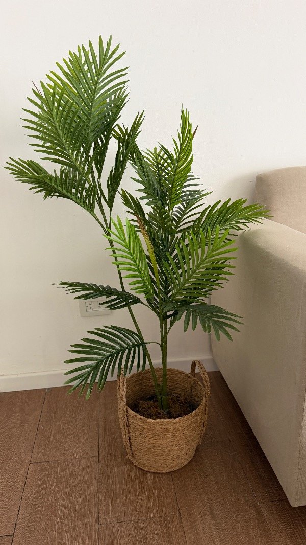 Producto - Palmera Grande