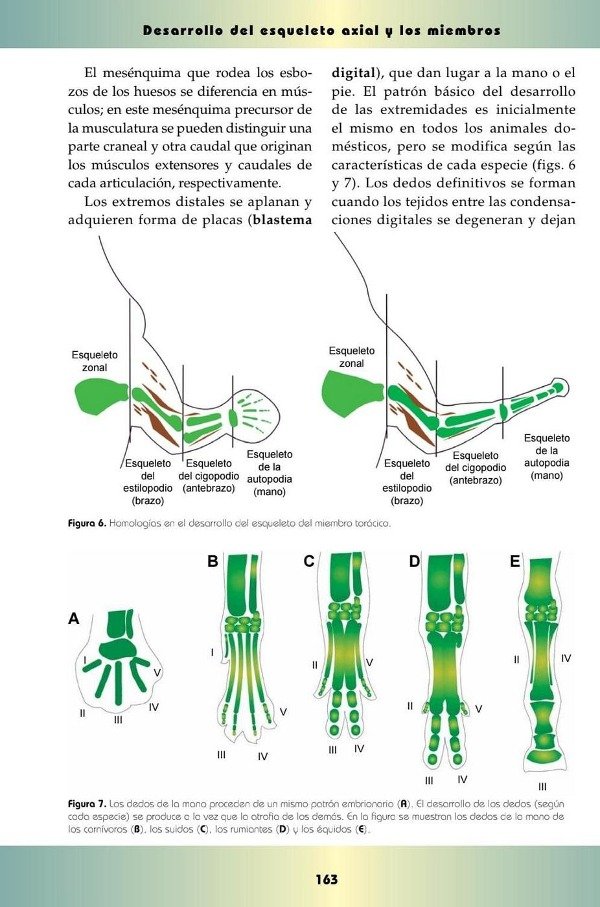 Producto - Gil Cano: Embriología Veterinaria - 5