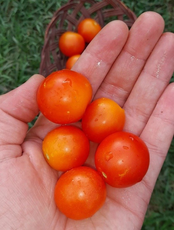 Producto - 15 Semillas De Tomate Microenano Bonsai