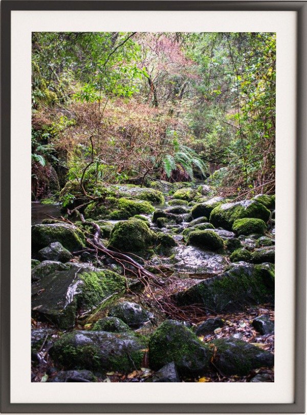 Producto - Bosque Patagónico