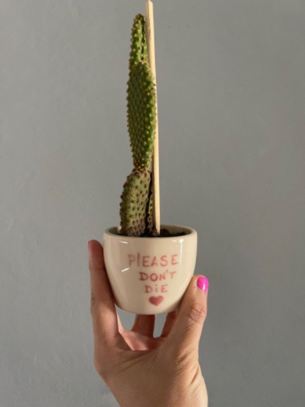Producto - Maceta con cactus
