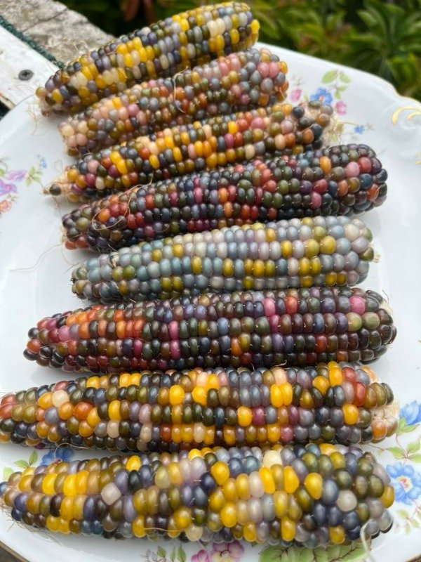 Producto - SEMILLAS DE MAIZ GLASS GEM CRISTALINO MULTICOLOR