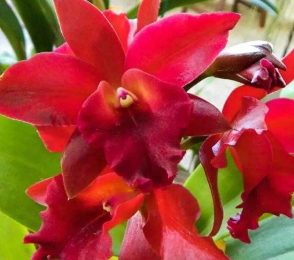 Producto - Blc Nobiles Bruno Bruno - 0
