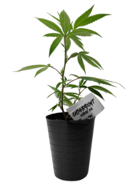 Producto - Esqueje Choco Og