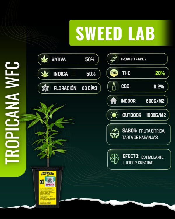 Producto - Esqueje Sweet Lab Tropicana WiFi Cookies - 0